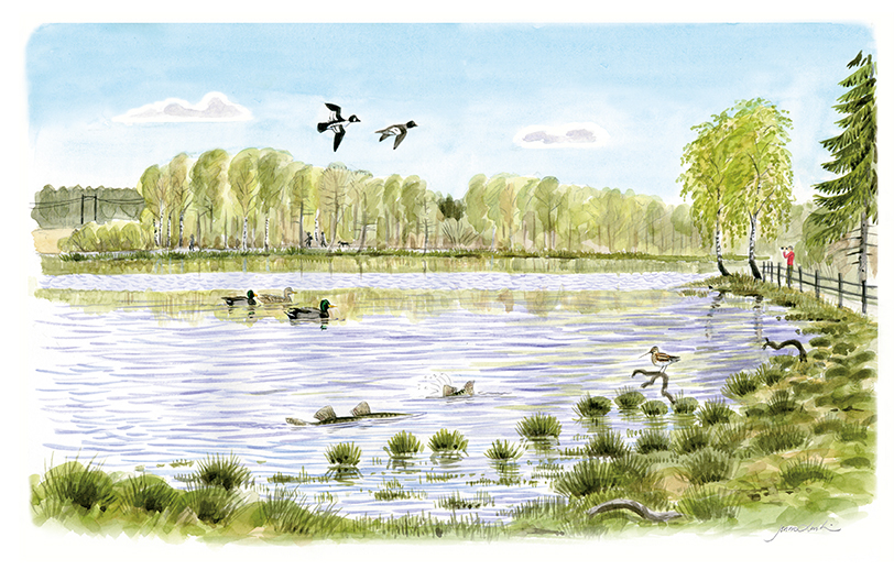 Illustration över en sjö med fåglar som simmar och gäddor med fenorna över ytan. 