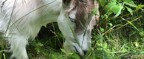 En närbild på en get som äter gräs.