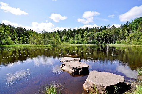 På bild syns Sandakärret som ligger i Sandaskogen. På bilden syns öppet vatten och runt om fina gröna skogsmiljöer. 