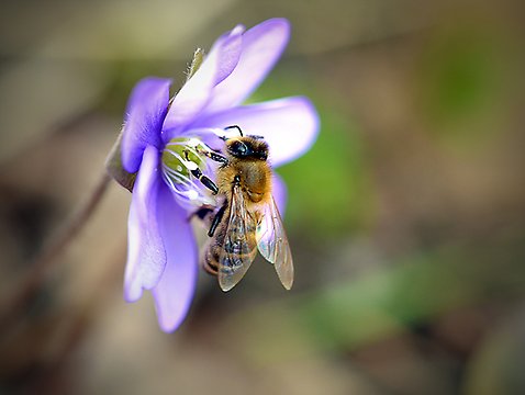 Ett bi som sitter på en lila blomma. 