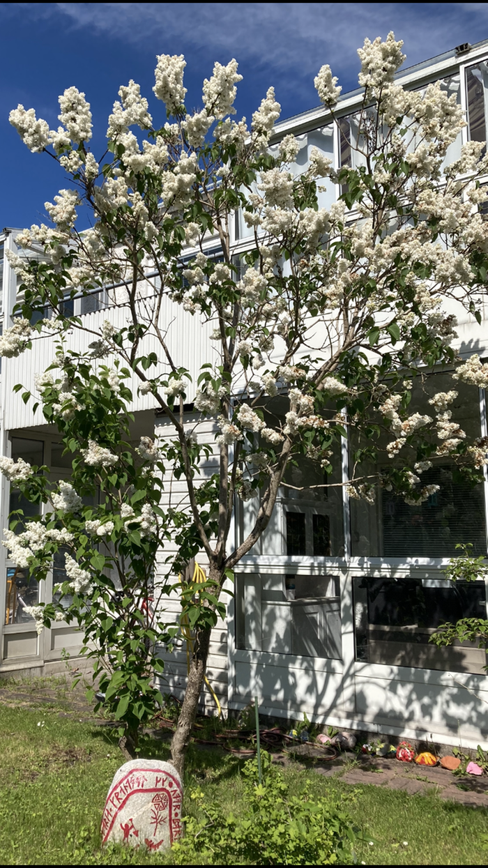 En blommande vit syren utanför ett vitt tvåvåningshus med inglasade balkonger.